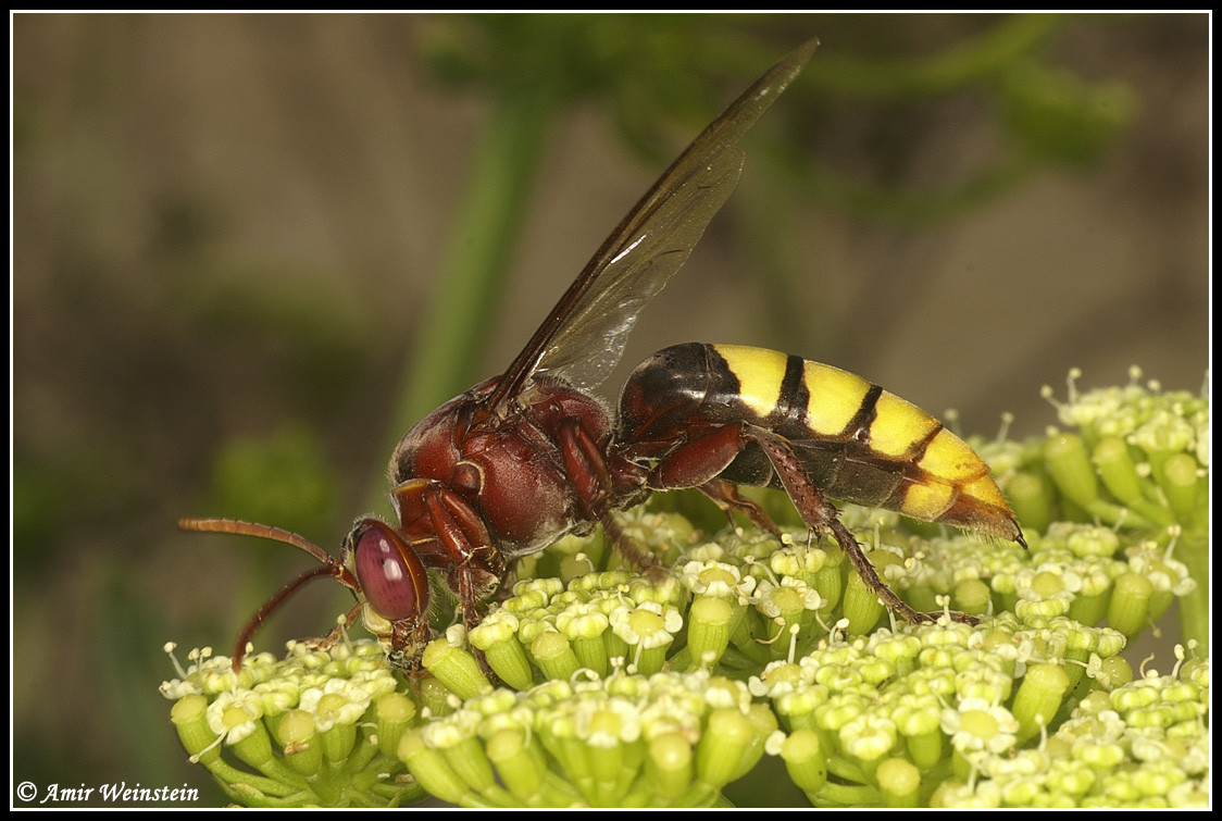 Vespidae identification